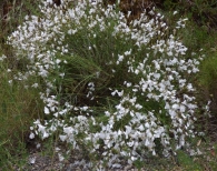 Linum suffruticosum L., Linum blanco.