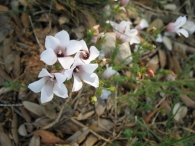 Linum suffruticosum subsp. salsoloides (Lam.) Rouy. Lino blanco.