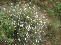 Linum suffruticosum L., Linum tenuifolium L. subsp. suffruticosum (L.) Litard., Lino blanco 5