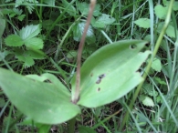 Listera ovata (L.) R. Br. Bifolio, Eléboro blanco, Yerba de dos hojas. 2