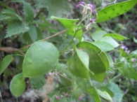 Lunaria rediviva L., Lunaria odorata, Honestidad perenne