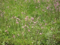 Lychnis flos-cuculi L., Flor de cuclillo 5