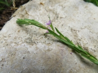 Lythrum hyssopifolia L. Arroyuelo. FOTO DE M.BEL INZA 4