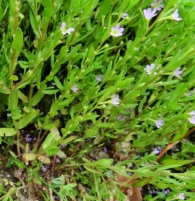 Lythrum hyssopifolia L. Arroyuelo. FOTO DE M.BEL INZA 5