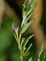 Lythrum hyssopifolia 2