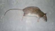 Rata parda/Rattus norvegicus