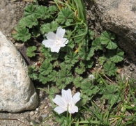 Malva neglecta Wallr., Malva rotundifolia