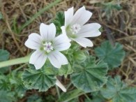 Malva parviflora L., Malva de flor pequeña.