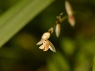 Melica uniflora 3