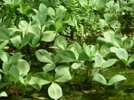 Menyanthes trifoliata L., Tr�bol de agua. 2
