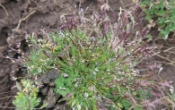 Mibora minima (L.) Desv., Agrostis minima L. 4