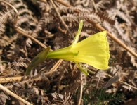 Narcissus bulbocodium L., Narciso acampanado