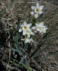 Narcissus dubius Gouan. Narciso blanco silvestre. 2