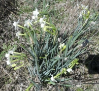 Narcissus dubius Gouan. Narciso blanco silvestre. 4