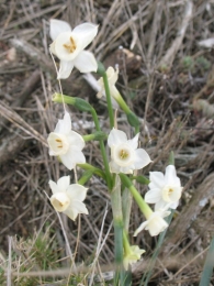 Narcissus dubius Gouan., Narciso blanco silvestre.