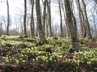 Narcissus pseudonarcissus L. subsp. pallidiflorus,  Txutxupraka, Anbulu gaizto 2