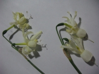 Narcissus triandrus L., Narciso pipa.
