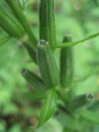 Oenothera biennis L., Onagra 8