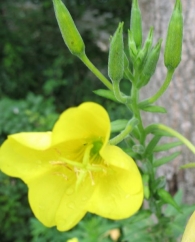 Oenothera biennis L., Onagra 9