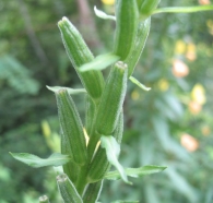 Oenothera biennis L., Onagra 4