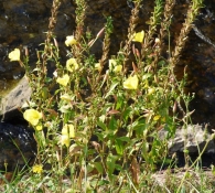 Oenothera biennis L., Onagra 2