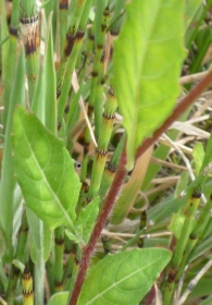 Oenothera rosea (L'Hér. ex Aiton 1789). Hierba del golpe.