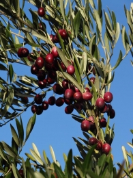 Recogida de olivas en Artajona 3