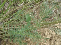 Onobrychis argentea Boiss. subs hispanica. Pipirigallo; Astorkia 2