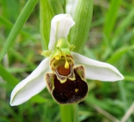 Ophrys apifera Huds., Flor de la abeja 2