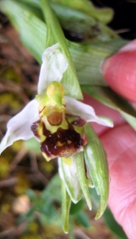 Ophrys apifera var. apifera Huds., Flor de la abeja.