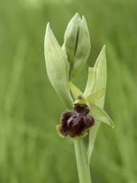 Ophrys riojana Hermosilla