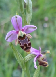 Ophrys scolopax Cav., Flor de la becada