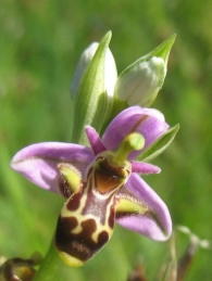 Ophrys scolopax Cav., Flor de la becada.