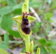 Ophrys subinsectifera Hermosilla & Sabando, Ophrys insectifera subsp. aymoninii.