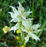Orchis coriophora L. Ejemplar hipom�tico o Albino.