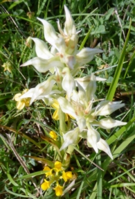 Orchis coriophora L. Ejemplar hipom�tico o Albino. 2