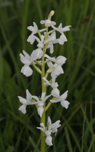 Orchis laxiflora 4