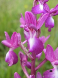 Orchis laxiflora 3