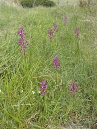 Orchis laxiflora 6