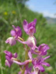 Orchis provincialis 3