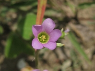 Aleluya - Oxalis latifolia