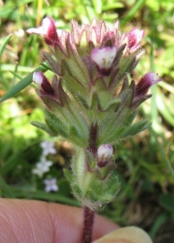 Parentucellia latifolia (L.) Caruel. 3