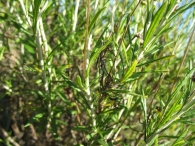 Phagnalon saxatile (L.) Cass., Manzanilla yesquera 4