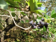 Phillyrea latifolia., Labiernago negro 3