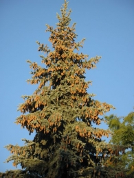 Picea abies (L.) Karst., Abeto rojo, Falso abeto, P�cea de Noruega 7