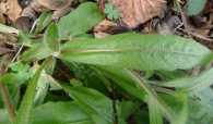 Picris hieracioides L., Lengua de gato. PRIMERAS HOJAS