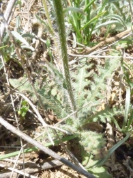 Picris hispanica (Willd.) P.D. Sell. 3
