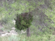 Pinus halepensis Mill., Pino carrasco. Escoba de bruja.