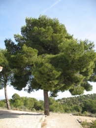 Pinus halepensis Mill., Pino carrasco, Pino de Alepo