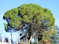 Pinus pinea L.  Pino pi�onero, Pino doncel, Pino parasol. 2